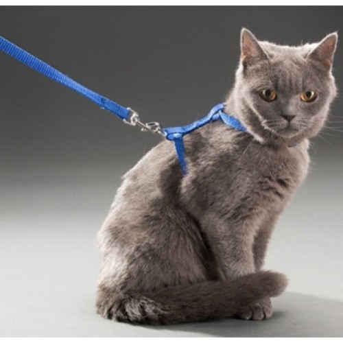 562741416442-1-500x500 Kedi Boyun ve Göğüs Tasması - Görsel 1